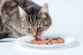 Gray tabby cat eating cat food. Royalty Free Stock Photo