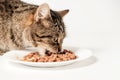 Gray tabby cat eating cat food. Royalty Free Stock Photo