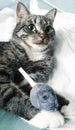 Gray tabby cat with green eyes. He holds a toy mouse in his paws.