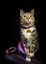 gray tabby cat with green eyes sitting looking up isolated on black background Royalty Free Stock Photo