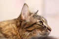 Gray Tabby Cat Half Face Portrait Royalty Free Stock Photo