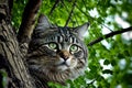 A gray tabby cat hiding in a tree canopy. Created with Generative AI Royalty Free Stock Photo