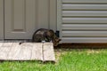 Gray tabby cat hunting for prey on garden shed ramp Royalty Free Stock Photo