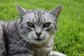 Gray tabby cat intently watching Royalty Free Stock Photo