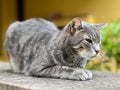 Gray tabby cat lies on the fence with his eyes narrowed