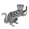 Gray tabby cat with lop-eared ears and blue eyes. British breed Scottish. Purebred cat plays. Flat illustration in cartoon