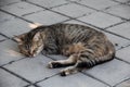 A gray tabby cat is lying on the ground Royalty Free Stock Photo