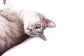 Gray tabby cat lying Royalty Free Stock Photo