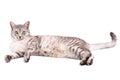 Gray tabby cat lying Royalty Free Stock Photo