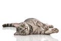 Gray tabby cat lying on white background