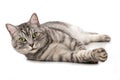 Gray tabby cat lying on white background Royalty Free Stock Photo