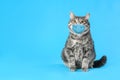 Gray tabby cat in medical mask on background, space for text. Virus protection