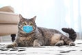 Gray tabby cat in medical mask on carpet. Virus protection for animal