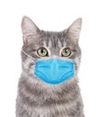 Gray tabby cat in medical mask on background. Virus protection for animal