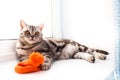 Cat is lying on a white window sill Royalty Free Stock Photo