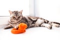 Cat is lying on a white window sill Royalty Free Stock Photo