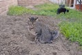 Gray tabby cat peeing on ground in backyard