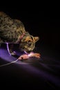 Gray tabby cat playing with a mouse shaped toy Royalty Free Stock Photo