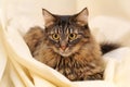 Gray Tabby Cat Portrait Royalty Free Stock Photo