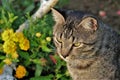 Gray Tabby Cat Portrait Royalty Free Stock Photo