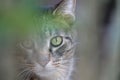 Gray tabby cat portrait closeup Royalty Free Stock Photo