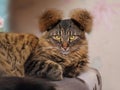 Gray Tabby Cat Portrait with Fancy Hairstyle Royalty Free Stock Photo