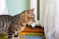 Gray tabby cat portrait at home closeup Royalty Free Stock Photo