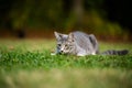 Gray tabby cat ready to pounce