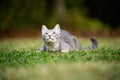 Gray tabby cat ready to pounce