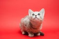 Gray tabby cat on a red background. Animal portrait. Pet. Place for text. Copy space Royalty Free Stock Photo