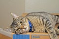 Gray tabby cat relaxing on cardboard box