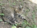 Gray tabby cat