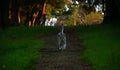 a gray tabby cat running in the forest path, cat in the forest