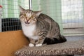 Gray tabby cat in a shelter cage