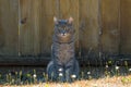 Gray Tabby Cat Sitting by Fence Royalty Free Stock Photo