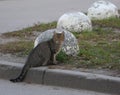 Gray tabby cat is sitting on the grass by a concrete hemisphere