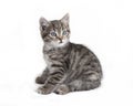 Gray tabby cat sitting Royalty Free Stock Photo