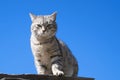 Gray tabby cat sitting on the roof and looking at the camera Royalty Free Stock Photo