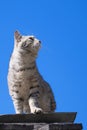 Gray tabby cat sitting on the roof against the blue clear sky Royalty Free Stock Photo