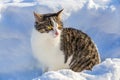 Gray tabby cat sitting in the snow Royalty Free Stock Photo