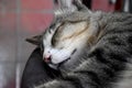 Gray striped cat sleeping peacefully while hugging its own body Royalty Free Stock Photo