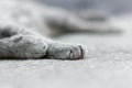 Gray tabby cat sleeping on the pavement