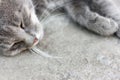 Gray tabby cat sleeping on the pavement