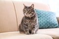 gray tabby cat on sofa. Lovely pet Royalty Free Stock Photo