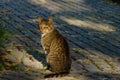 Gray tabby cat on the street looks with yellow eyes, horizontal photo Royalty Free Stock Photo