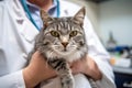 gray tabby cat at the veterinarian& x27;s appointment, close-up of a cat sitting on a couch generative ai generative ai Royalty Free Stock Photo