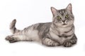 Gray tabby cat lying on white background Royalty Free Stock Photo