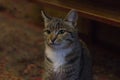 Gray tabby cat with white breast on a dark brown background. A common classic striped gray mixed shorthair cat with