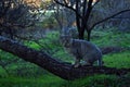 a gray tabby cat on the trunk, cat in the forest Royalty Free Stock Photo