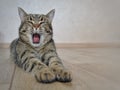 Gray tabby cat yawns lying in front of the camera.